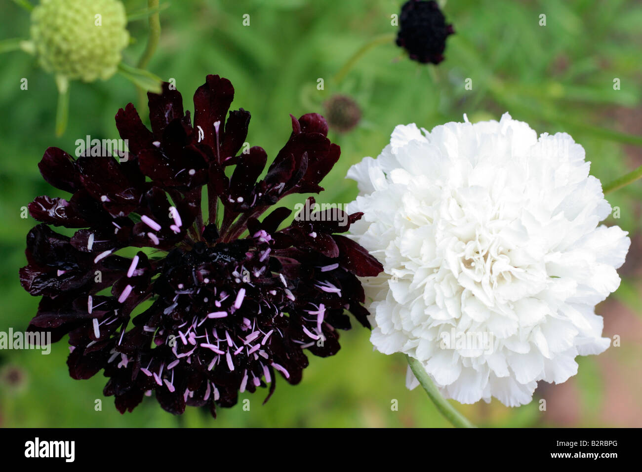 SCABIOSA EBONY AND IVORY Stock Photo