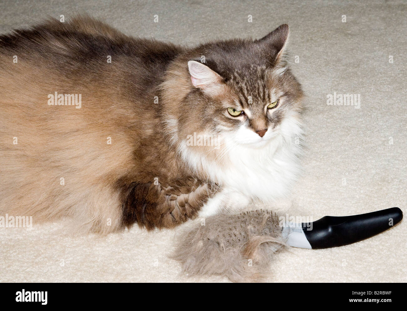 Long haired cat "Miss Nibs" with her hair brush Stock Photo Alamy