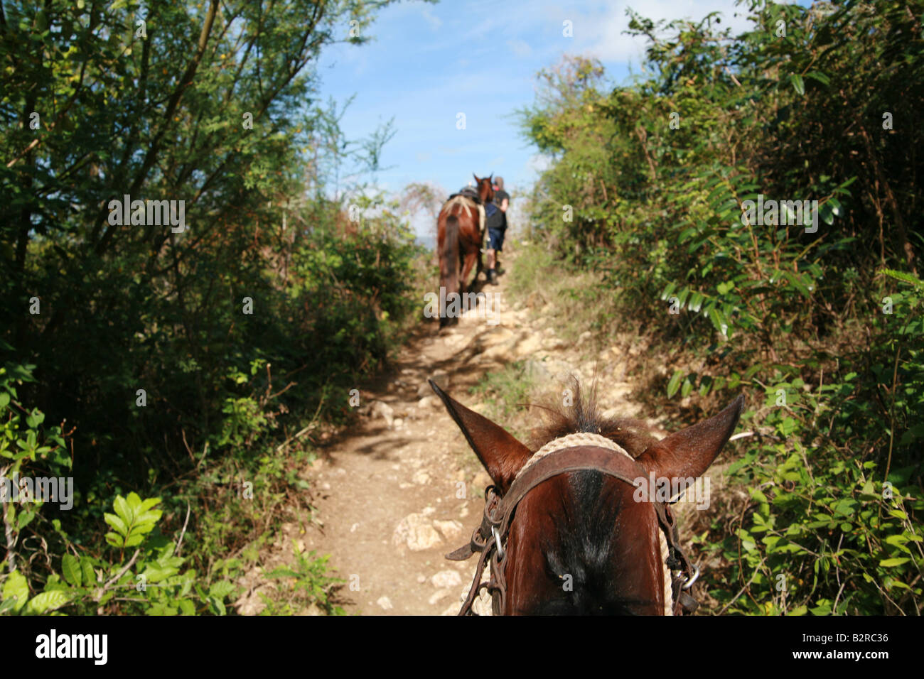 Horse on a trail near Trinidad Sancti Spíritus Province Cuba Latin America Stock Photo