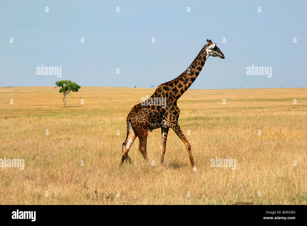 Giraffe at the Masai Mara game reserve with large expanse of grass and a small tree in the background Stock Photo