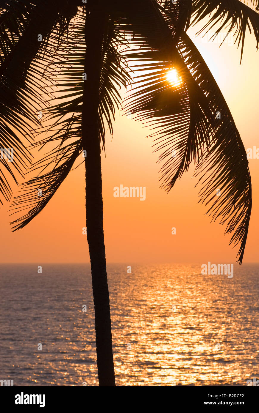 Palm Trees, Arambol, Goa, India, Subcontinent, Asia Stock Photo Alamy