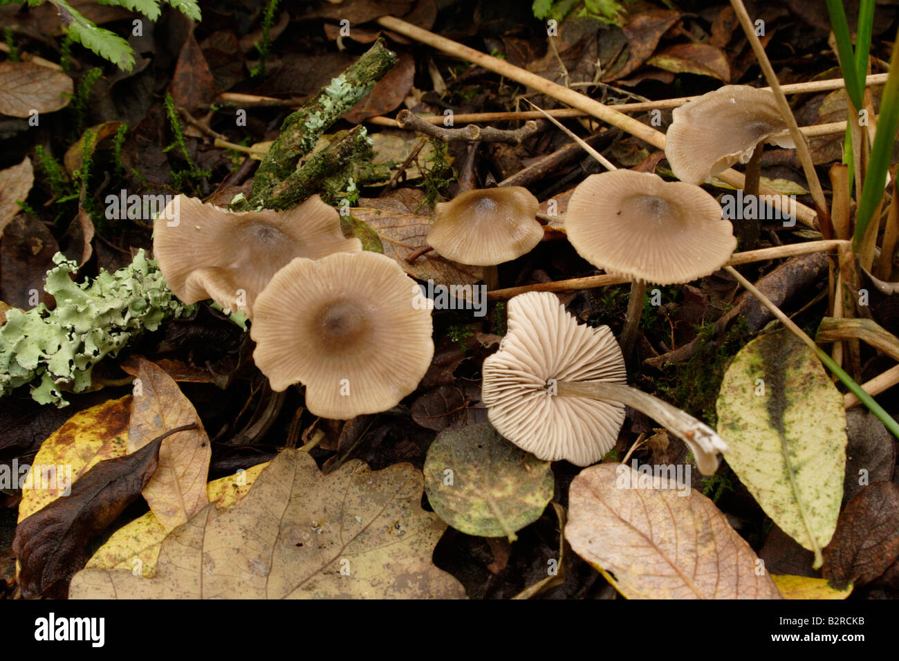 Star pinkgill fungi Entoloma conferendum in woodland UK Stock Photo