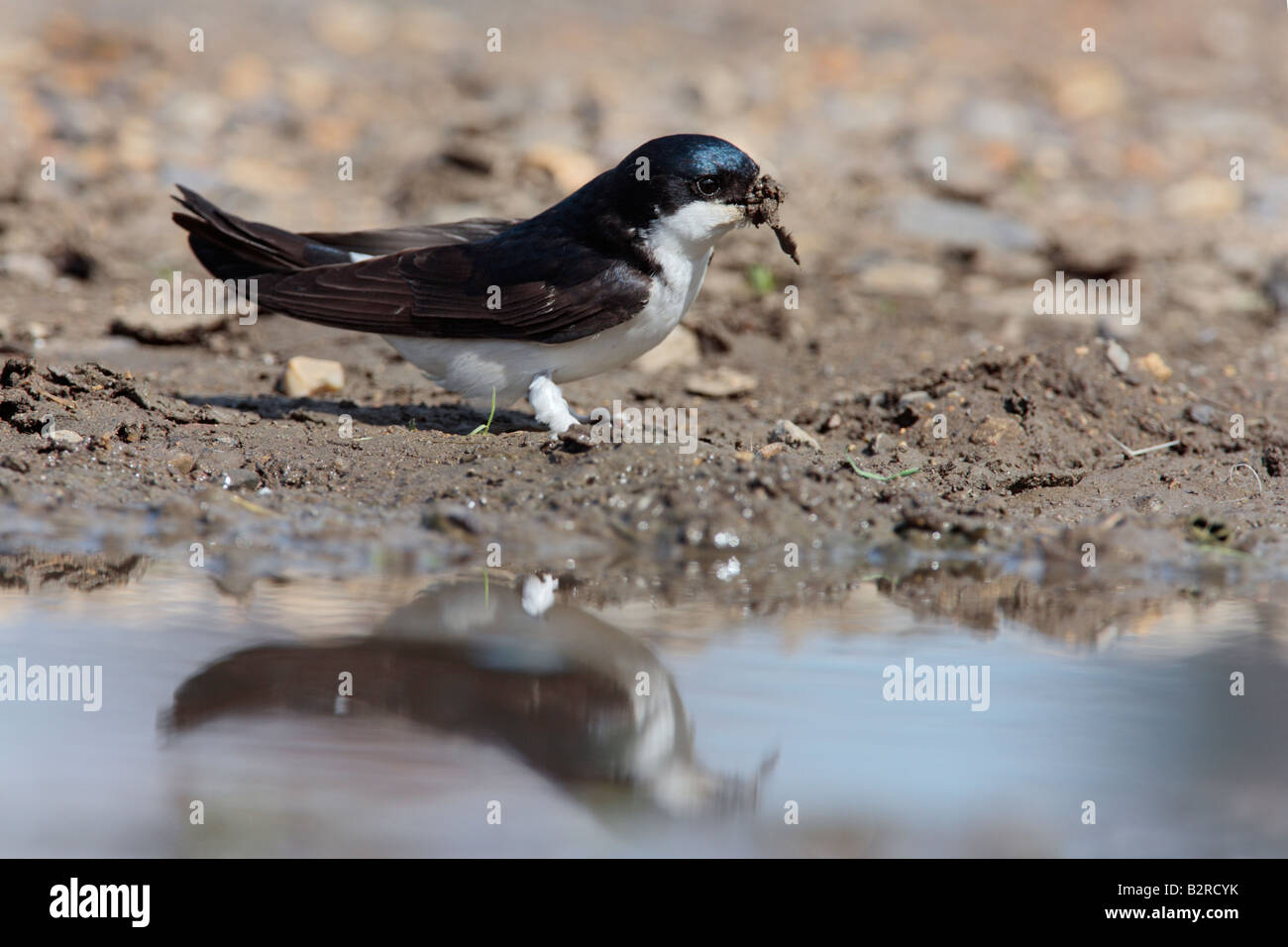 House Martin Delichon urbica at puddle collecting mud Potton Bedfordshire Stock Photo