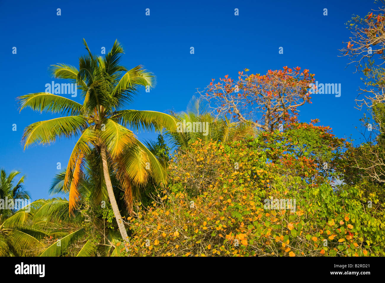 Palm trees along Cinnamon Bay beach on St John in the US Virgin Islands
