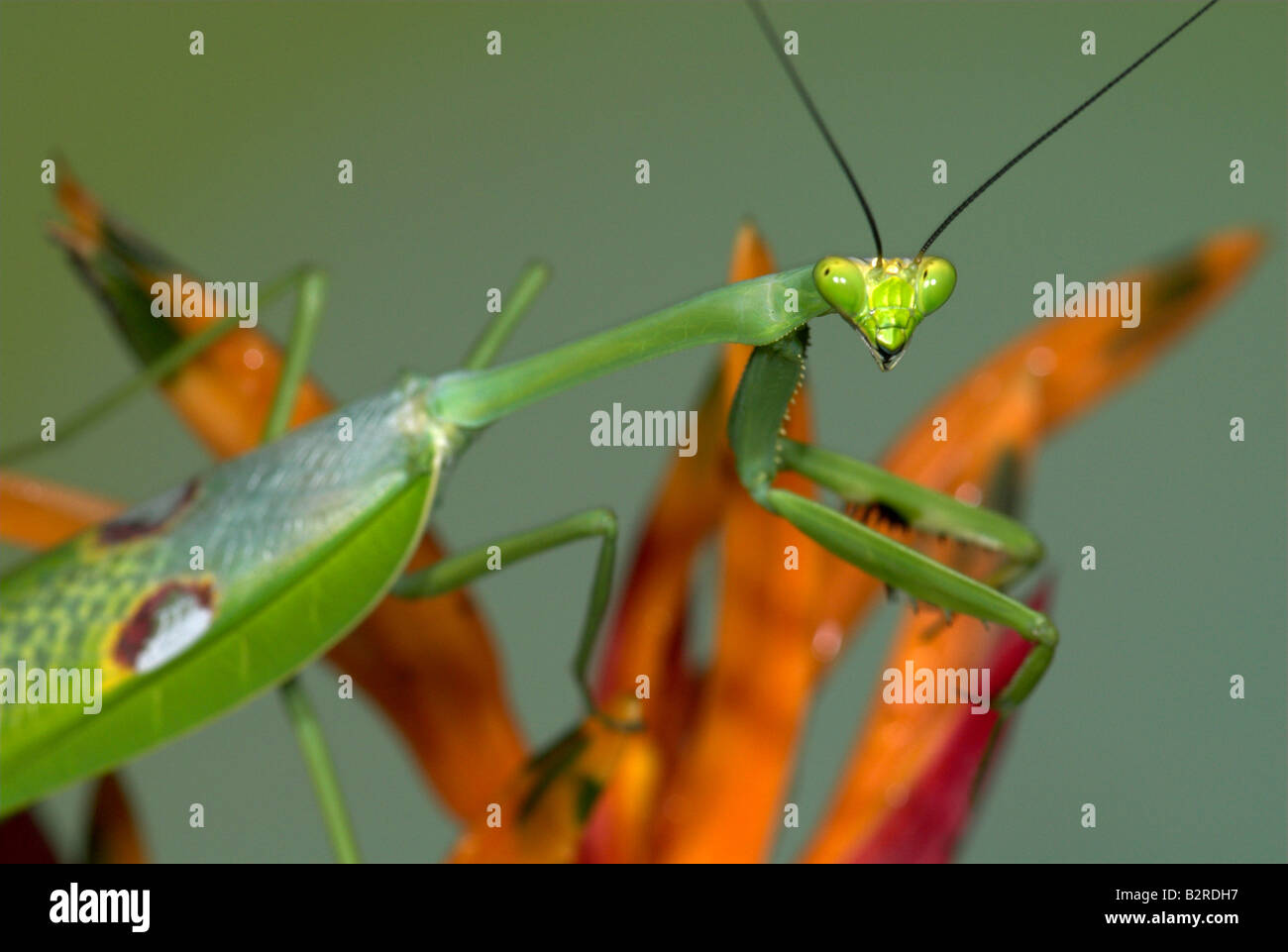 Praying Mantis FamilyMantidae Costa Rica Stock Photo