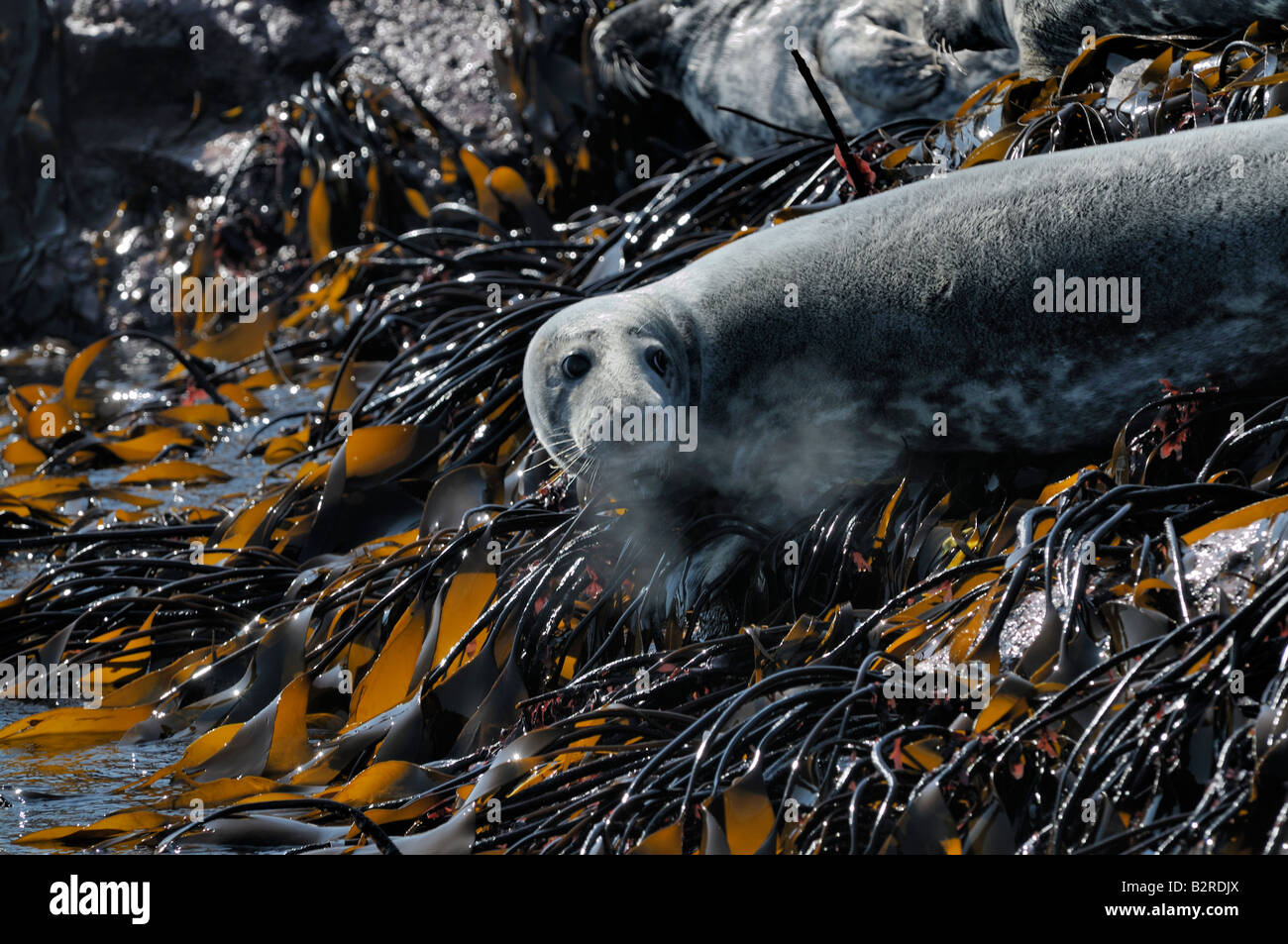 Grey Seal entering North Sea,Farne Islands, Northumberland,UK Stock Photo