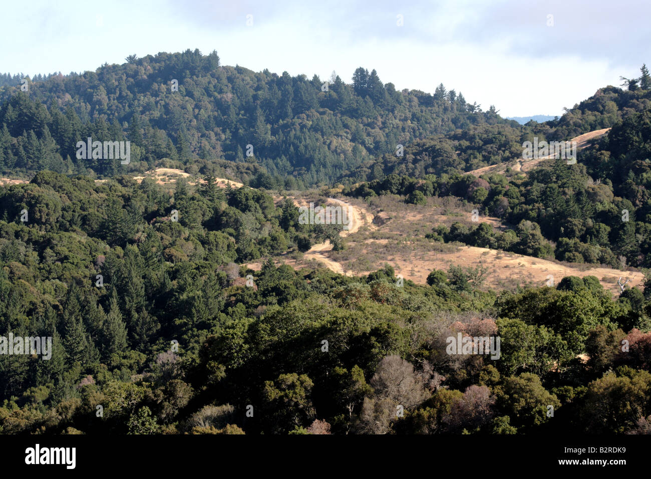 a heavily -forested area in a California open space nature preserve Stock Photo