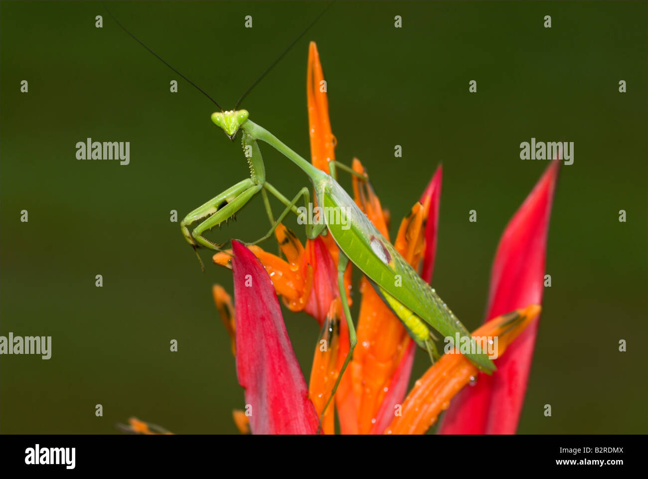 Praying Mantis FamilyMantidae Costa Rica Stock Photo