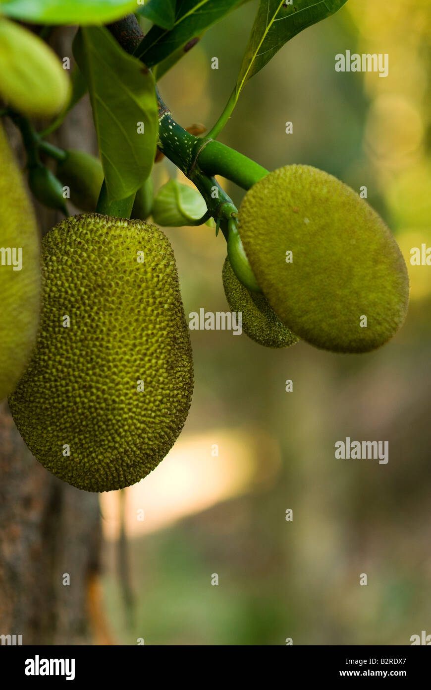 Fruit, Sahakari Spice Farm, Goa, India Stock Photo Alamy