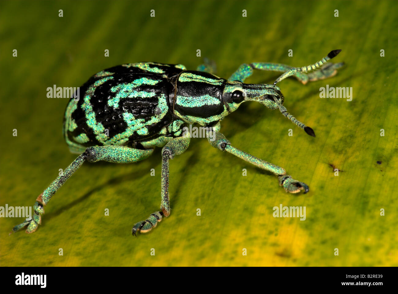 Weevil Eupholus browni Papua New Guinea Stock Photo - Alamy