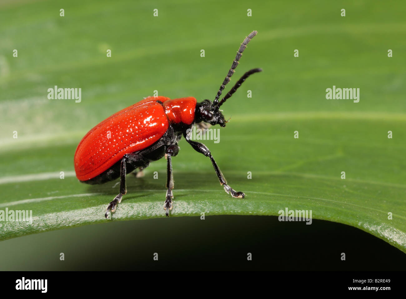 Red Lily Beetle Lilioceris lilii on lily leaf Potton Bedfordshire Stock Photo