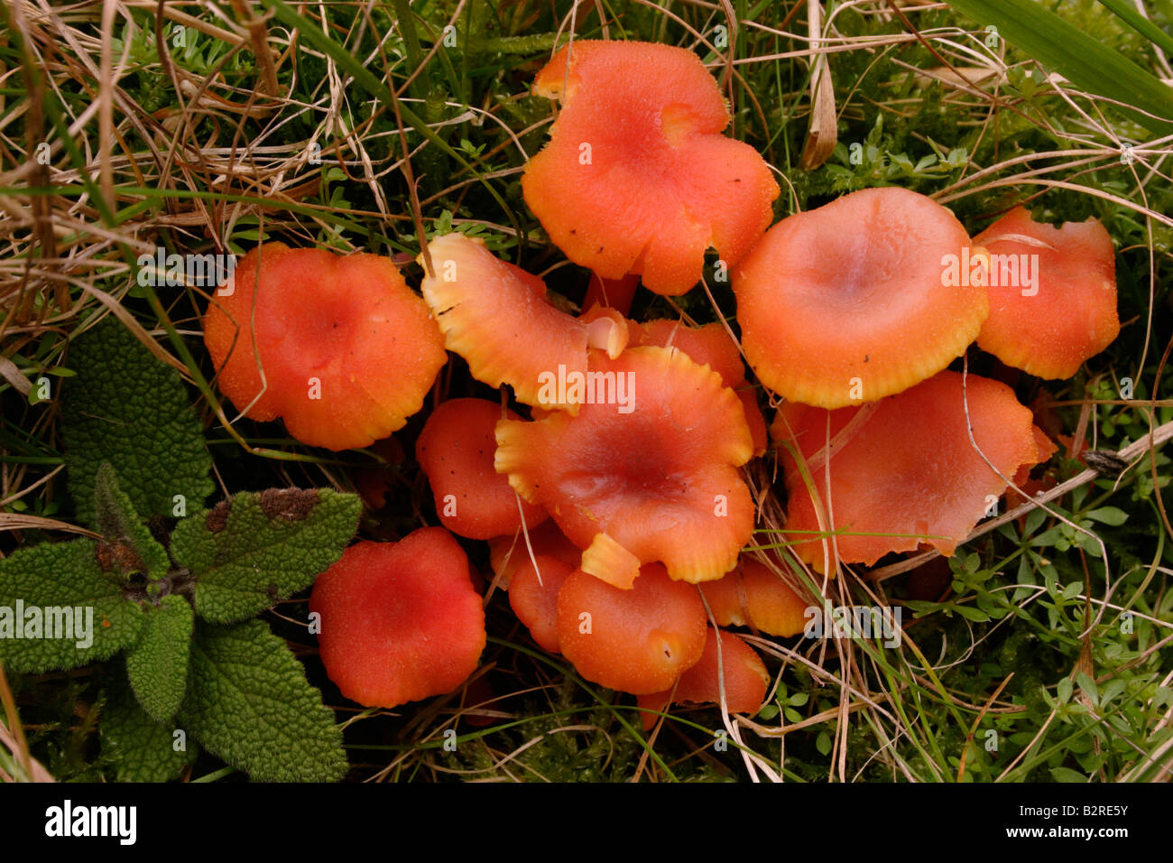 Goblet waxcap fungi Hygrocybe cantharellus in grassland UK Stock Photo