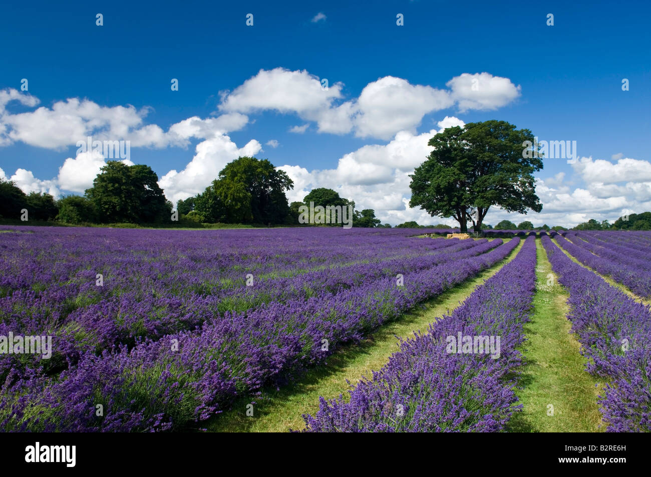 Mayfield Lavender Farm near Sutton in Surrey England UK Stock Photo