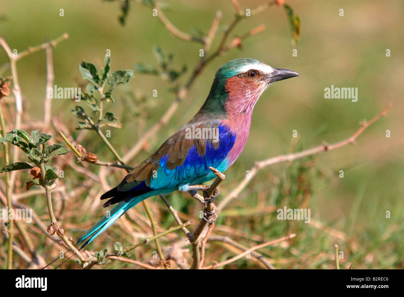 Colourful bird at the Masai Mara game reserve, Kenya Stock Photo