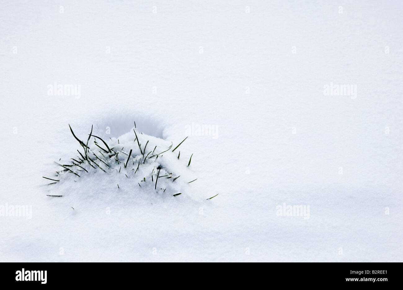 Tussock of grass peeping through freshly fallen snow Stock Photo