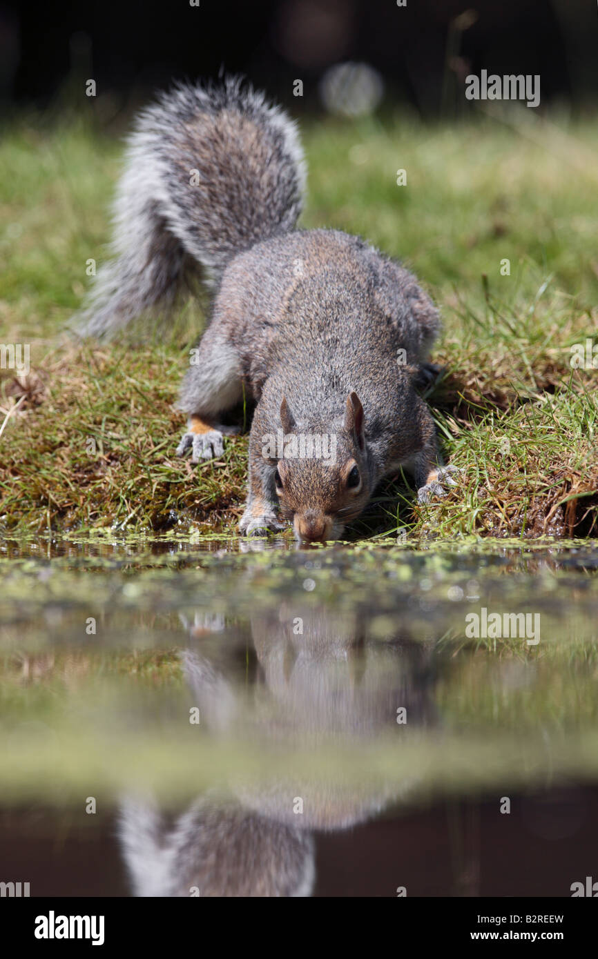 Grey Squirrel Sciurus Carolinensis drinking at pond with reflection Potton Bedfordshire Stock Photo