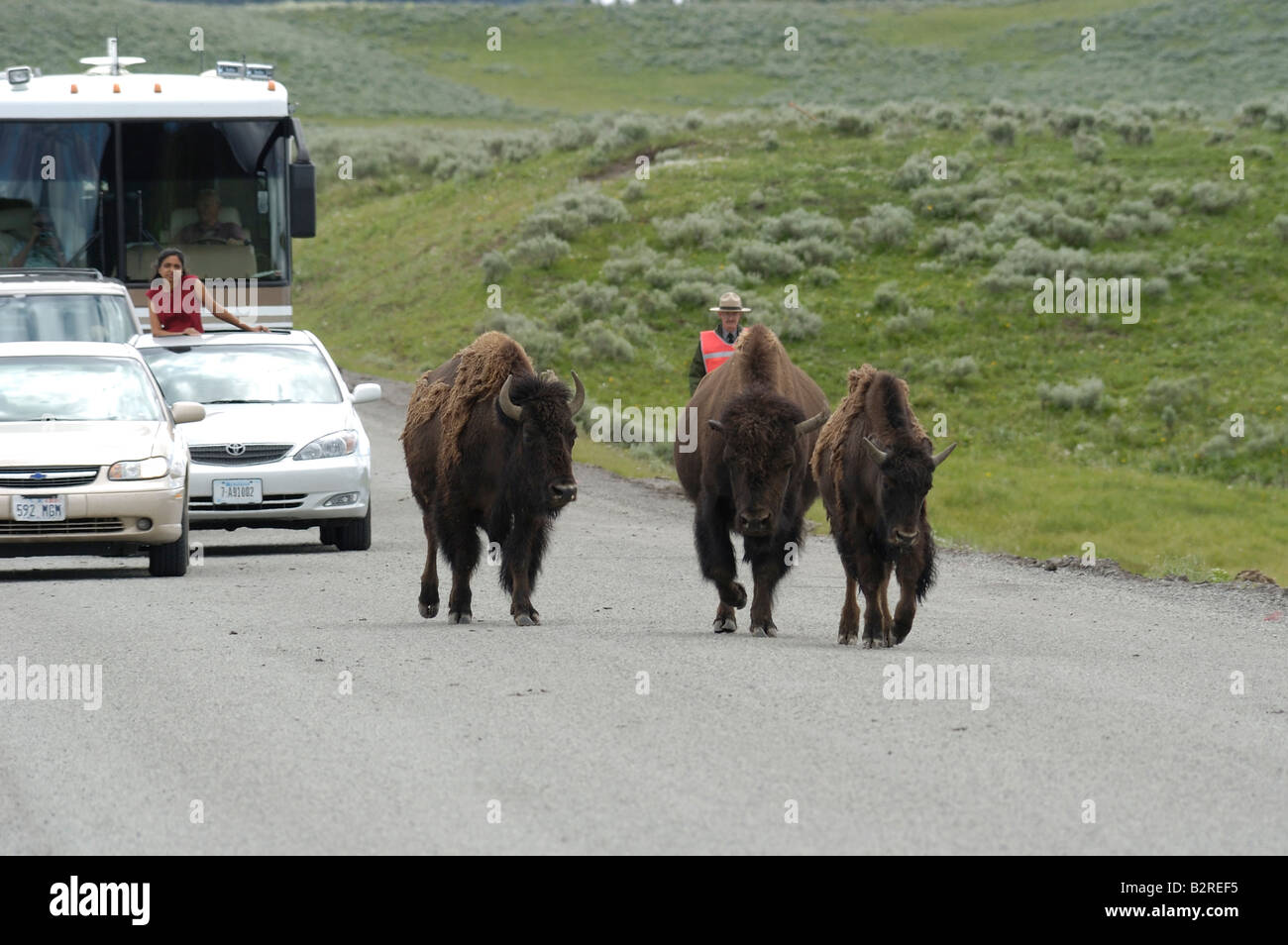 Buffalo jam bisons hires stock photography and images Alamy