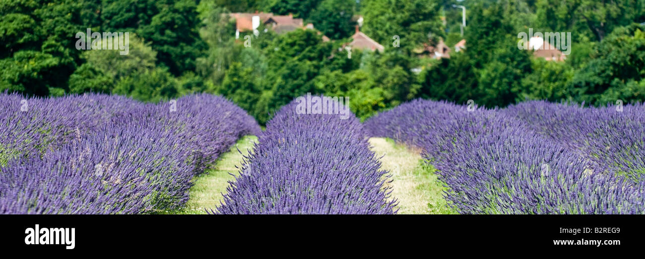 Mayfield Lavender Farm near Sutton in Surrey England UK Stock Photo