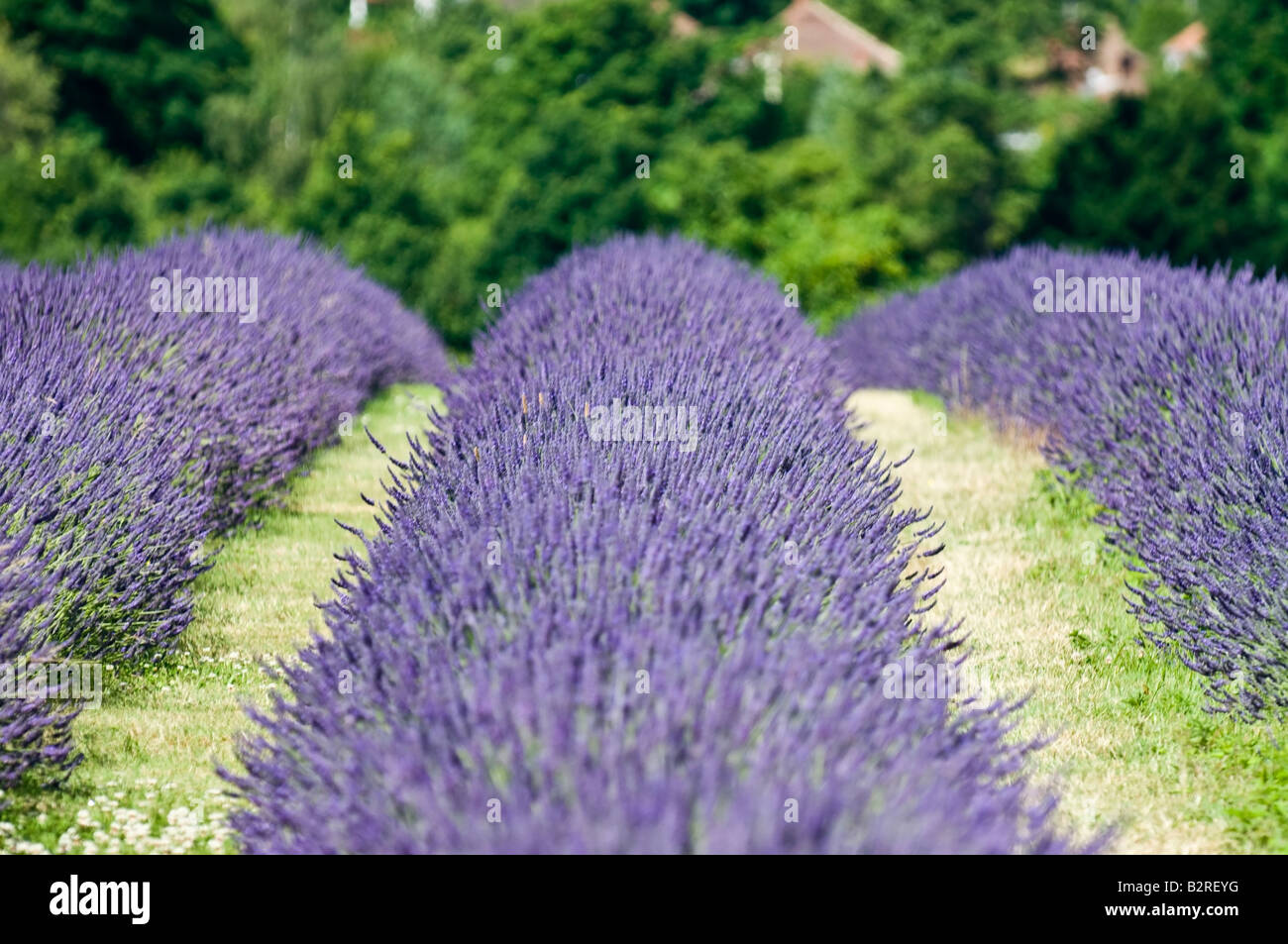 Mayfield Lavender Farm near Sutton in Surrey England UK Stock Photo