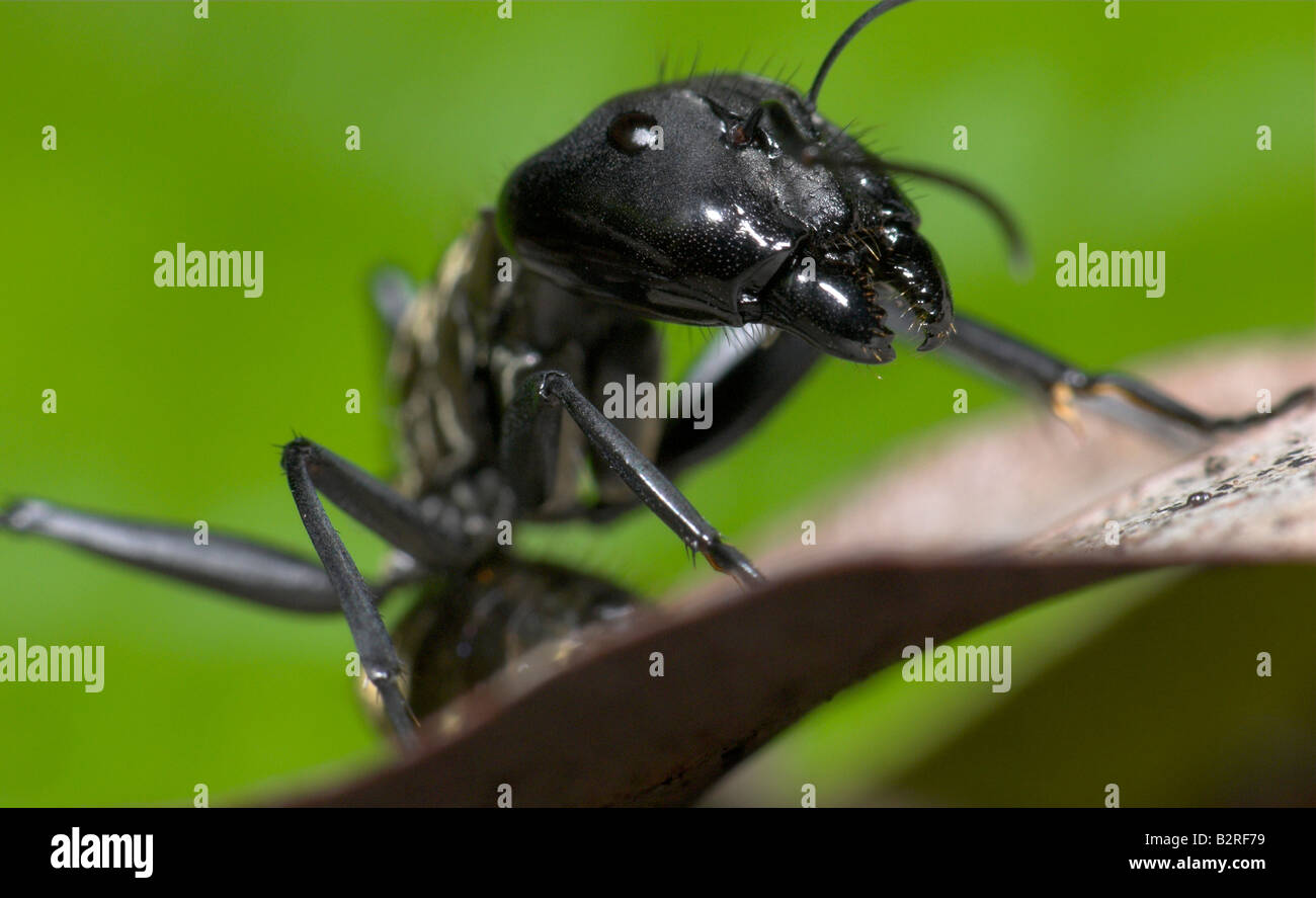 Golden Ant Camponotus Myrmepomis sericeiventris Costa Rica Stock Photo