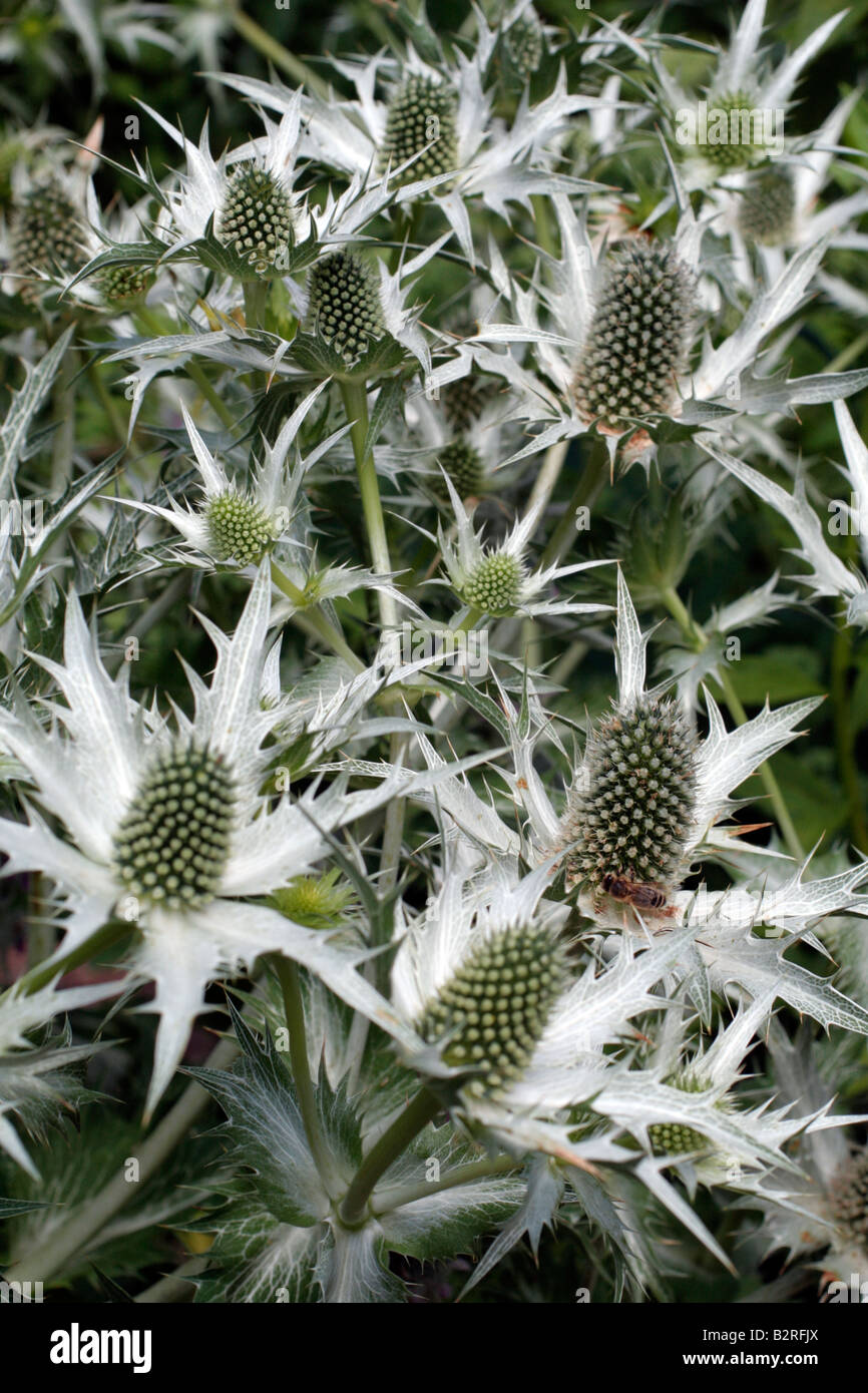 Eryngium giganteum silver ghost hires stock photography and images Alamy