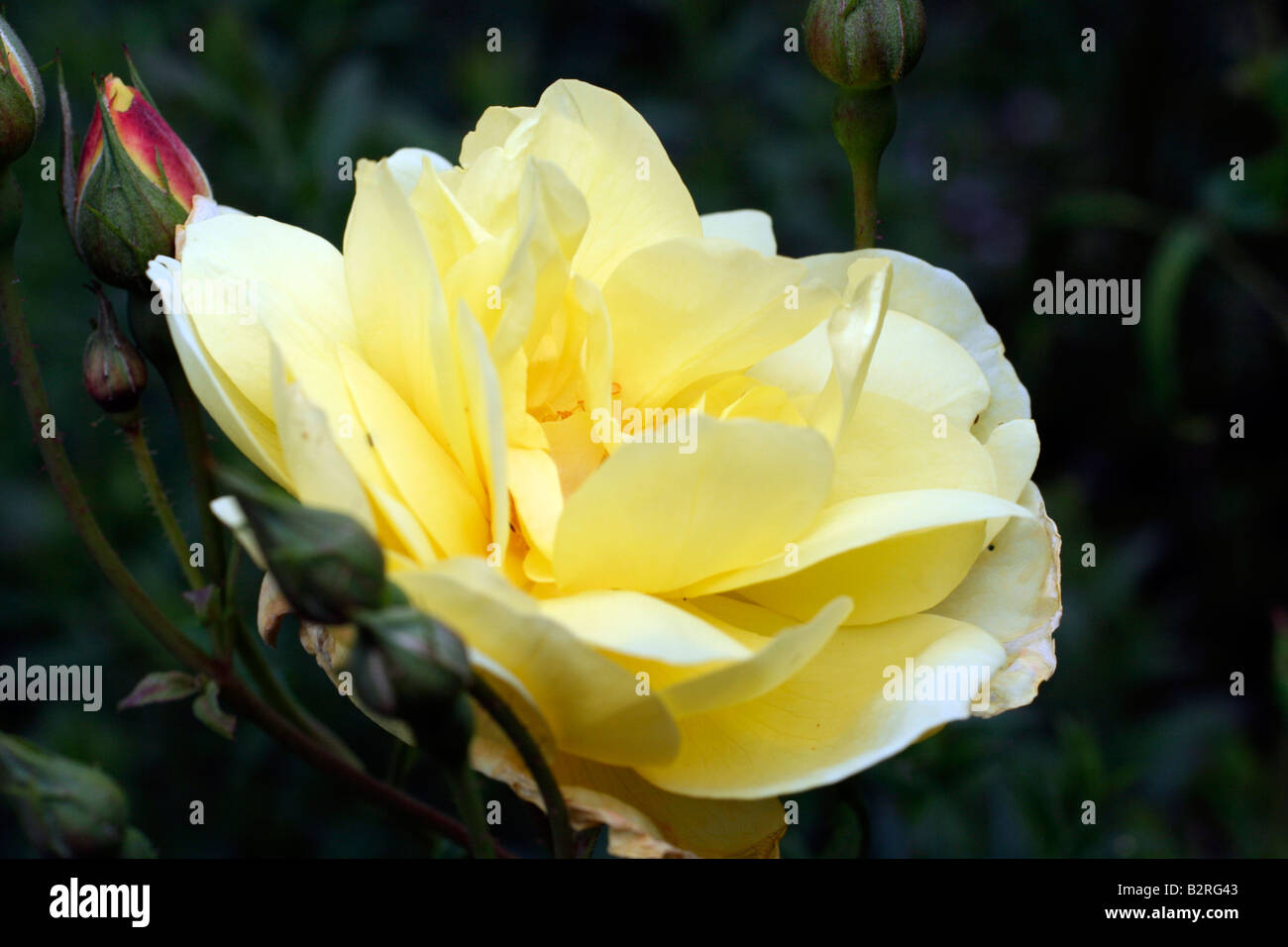 ROSA BLYTHE SPIRIT SYN AUSCHOOL DAVID AUSTIN NEW ENGLISH ROSE Stock Photo