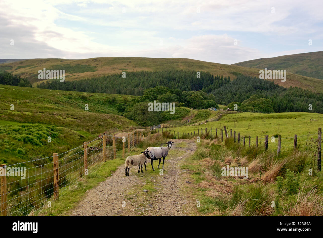 Sheep and farmland in the Trough of Bowland, Forest of Bowland Area of