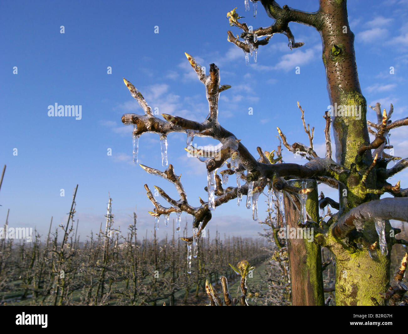 Ice covered pear tree in orchard during water spraying to protect