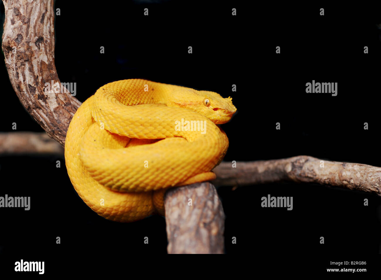 Atheris hispida hi-res stock photography and images - Alamy