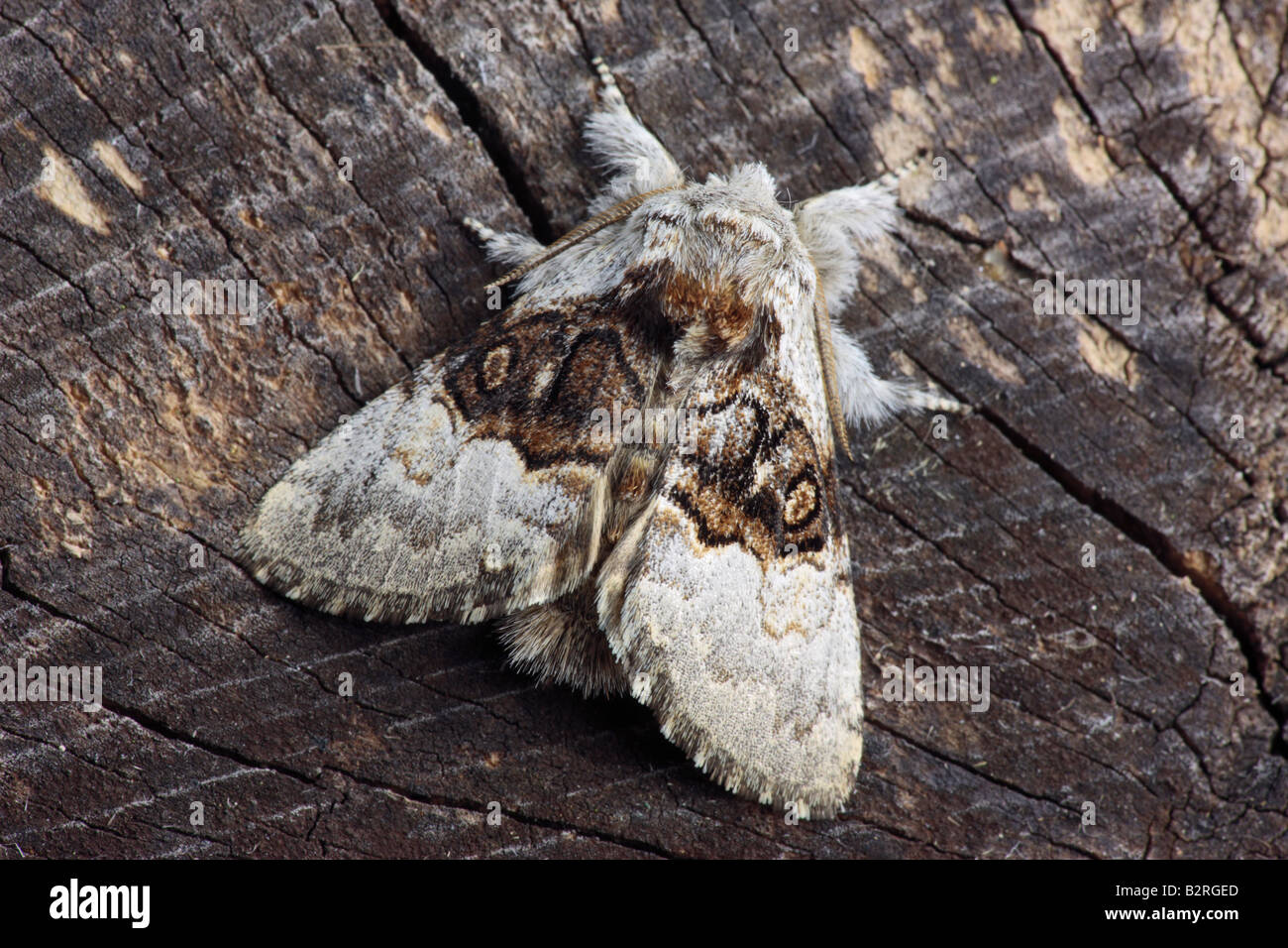 Nut-tree Tussock Colocasia coryli at rest Potton Bedfordshire Stock Photo