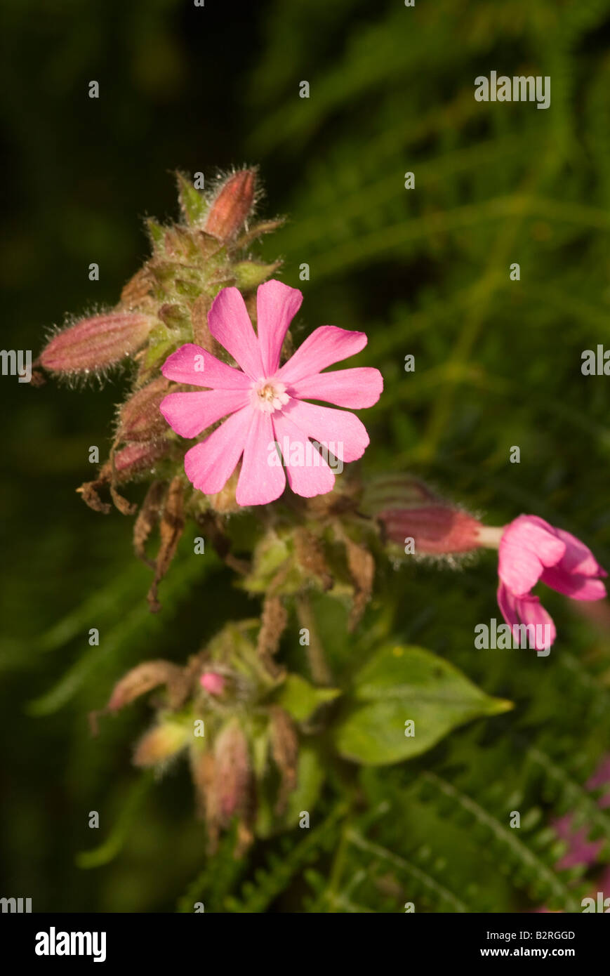 A Clump of Wild Red Campion Flowers in a Hedgerow near Carrick Dumfries and Galloway Scotland United Kingdom Stock Photo