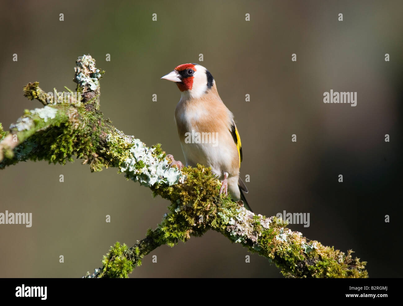 Goldfinch on lichen and moss covered branch Stock Photo