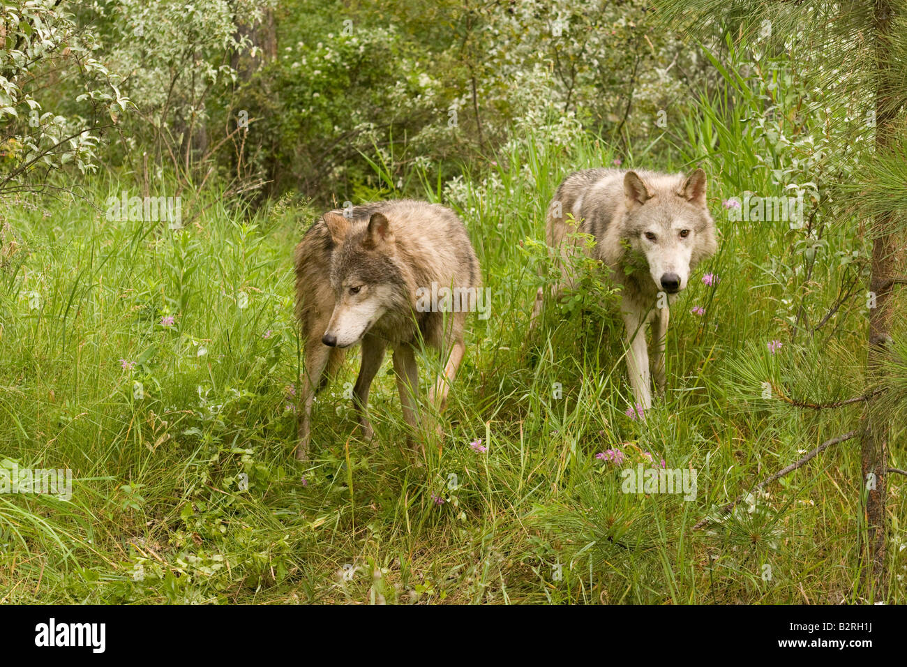 Gray Wolves (Canis lupus) pair Stock Photo - Alamy