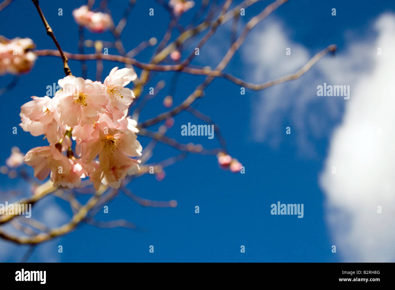 Pink Cherry Blossom against blue sky Stock Photo - Alamy