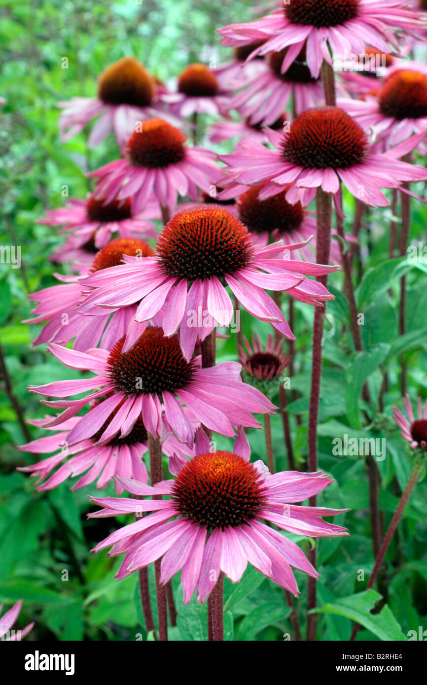 ECHINACEA PURPUREA RUBINGLOW Stock Photo Alamy