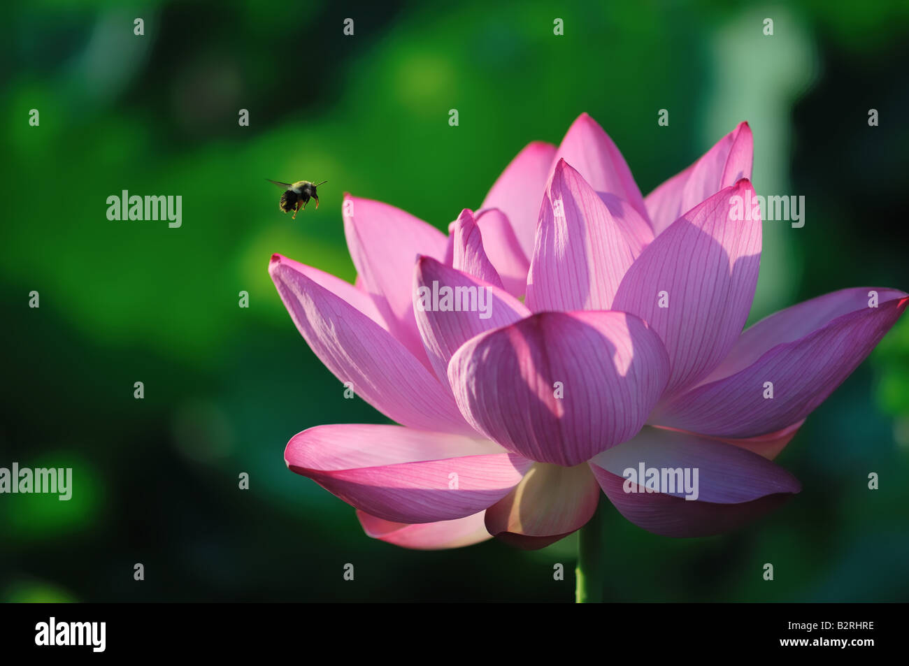A bee flies in for an early morning snack on a lotus flower in full bloom. Stock Photo