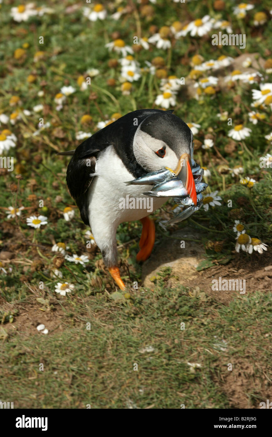 Puffin Atlantic Puffin Fratercula Arctica with sand eals in its beak on Skomer Island, Pembrokeshire, Wales. Stock Photo