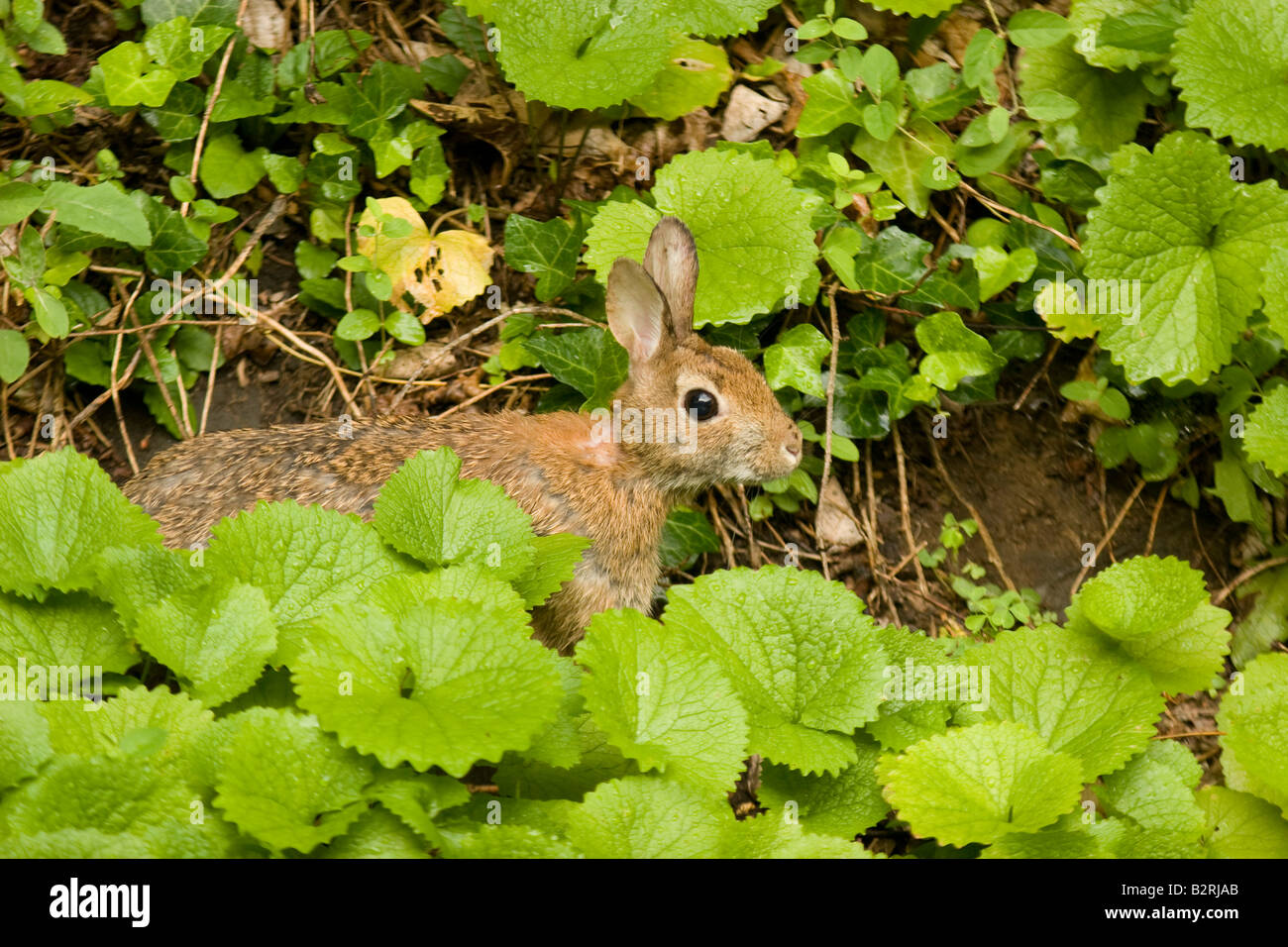 Middletown maryland hi-res stock photography and images - Alamy
