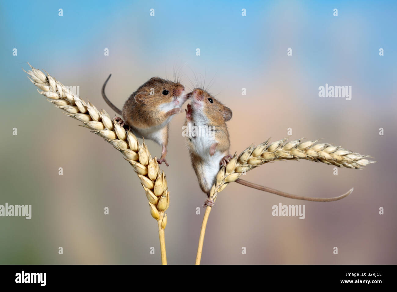 Harvest mice Micromys minutus on Wheat Potton Bedfordshire Stock Photo