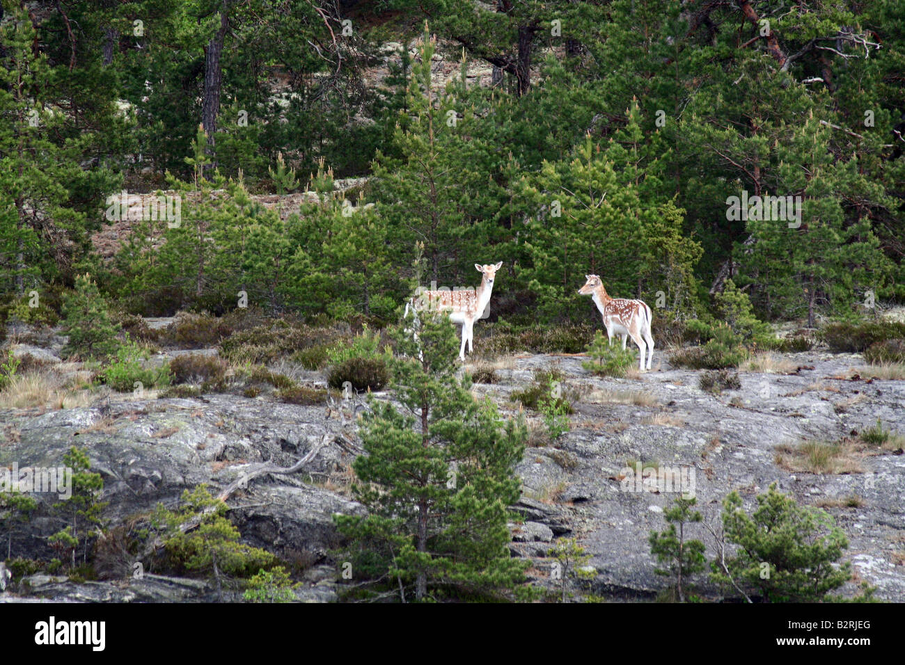 Deer on the Island of Uto in the Swedish Archipelago Stock Photo