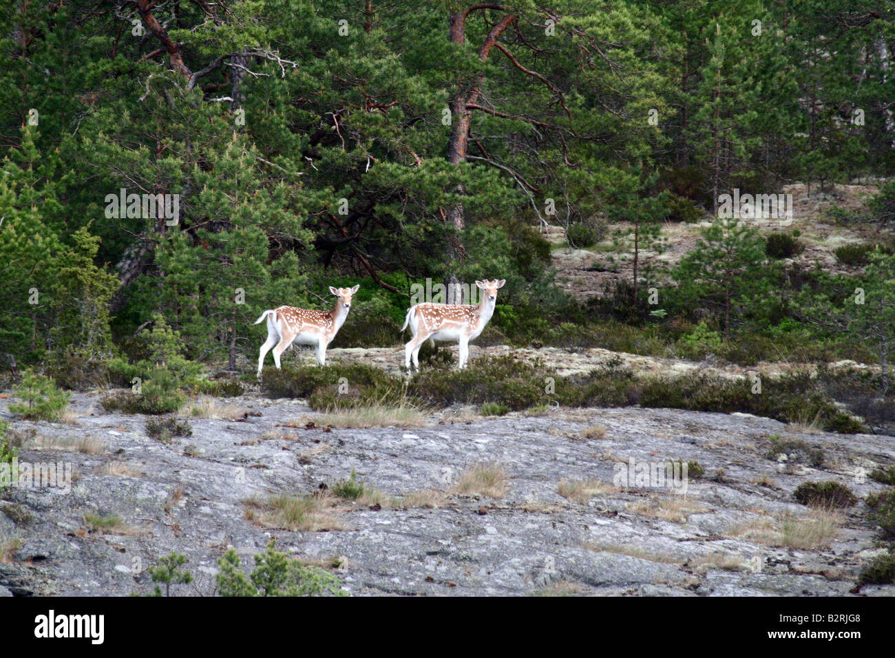 Deer on the Island of Uto in the Swedish Archipelago Stock Photo