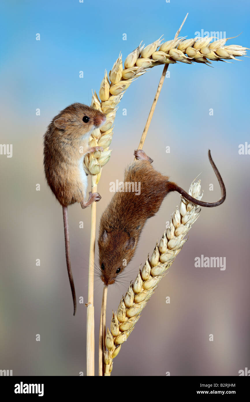 Harvest mice Micromys minutus on Wheat Potton Bedfordshire Stock Photo