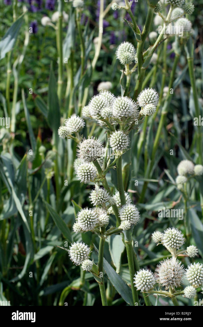 Eryngium yuccifolium perennial silver herbaceous summer thistle hires