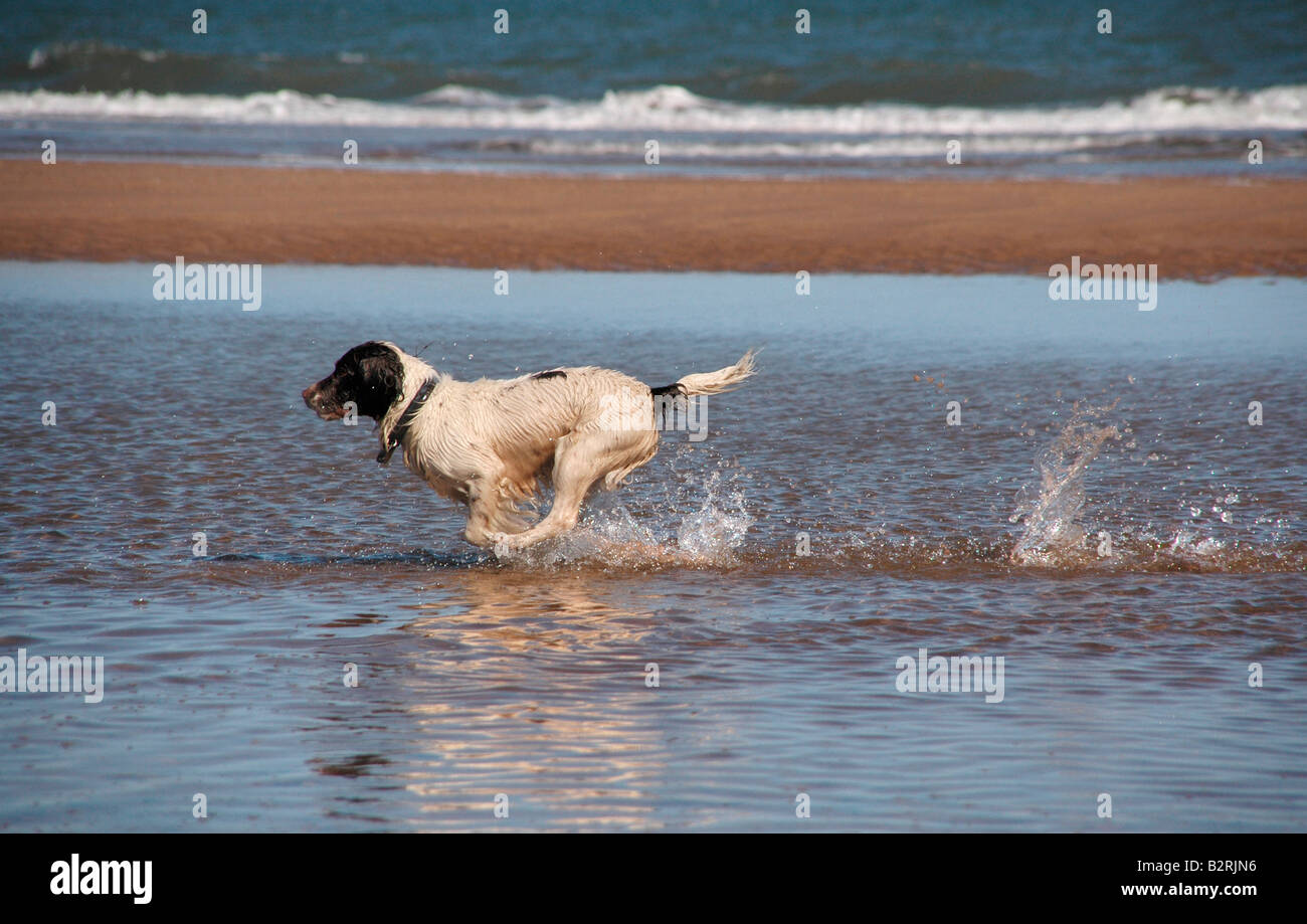A Dog Runs Through Water On The Beach While Chasing After A Ball Stock Photo Alamy A Dog Runs Through Water On The Beach While Chasing After A Ball Stock Photo Alamy