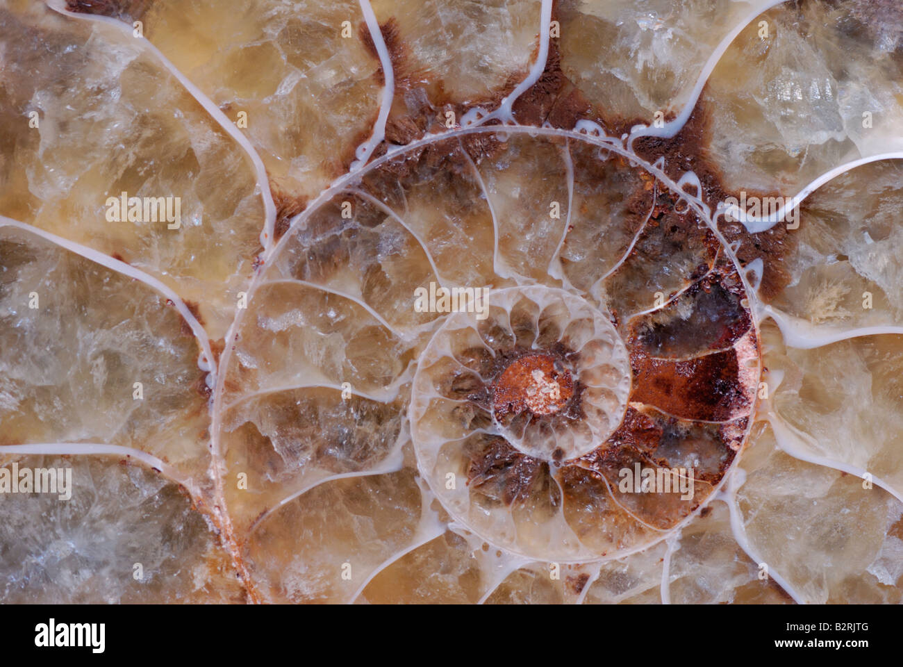 Ammonite fossil from Madagascar Cretaceous Period Stock Photo