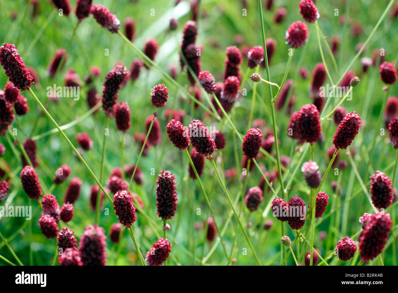 SANGUISORBA OFFICINALIS RED THUNDER Stock Photo Alamy sanguisorba-officinalis-red-thunder-stock-photo-alamy