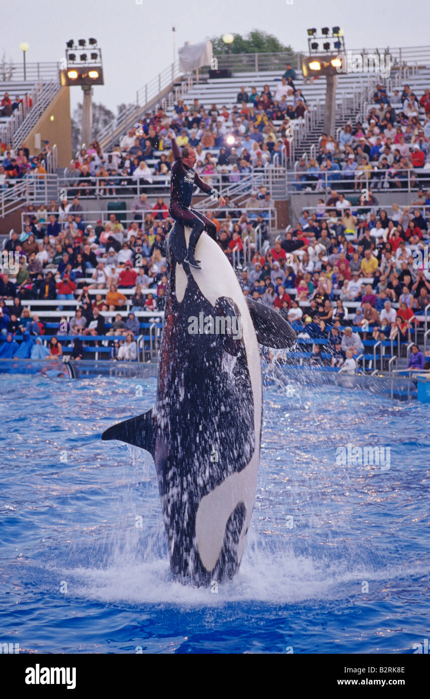 Retro image of Sea World Aquatic Park Shamu performing with animal trainer with spectators looking at killer whale show San Diego California Stock Photo