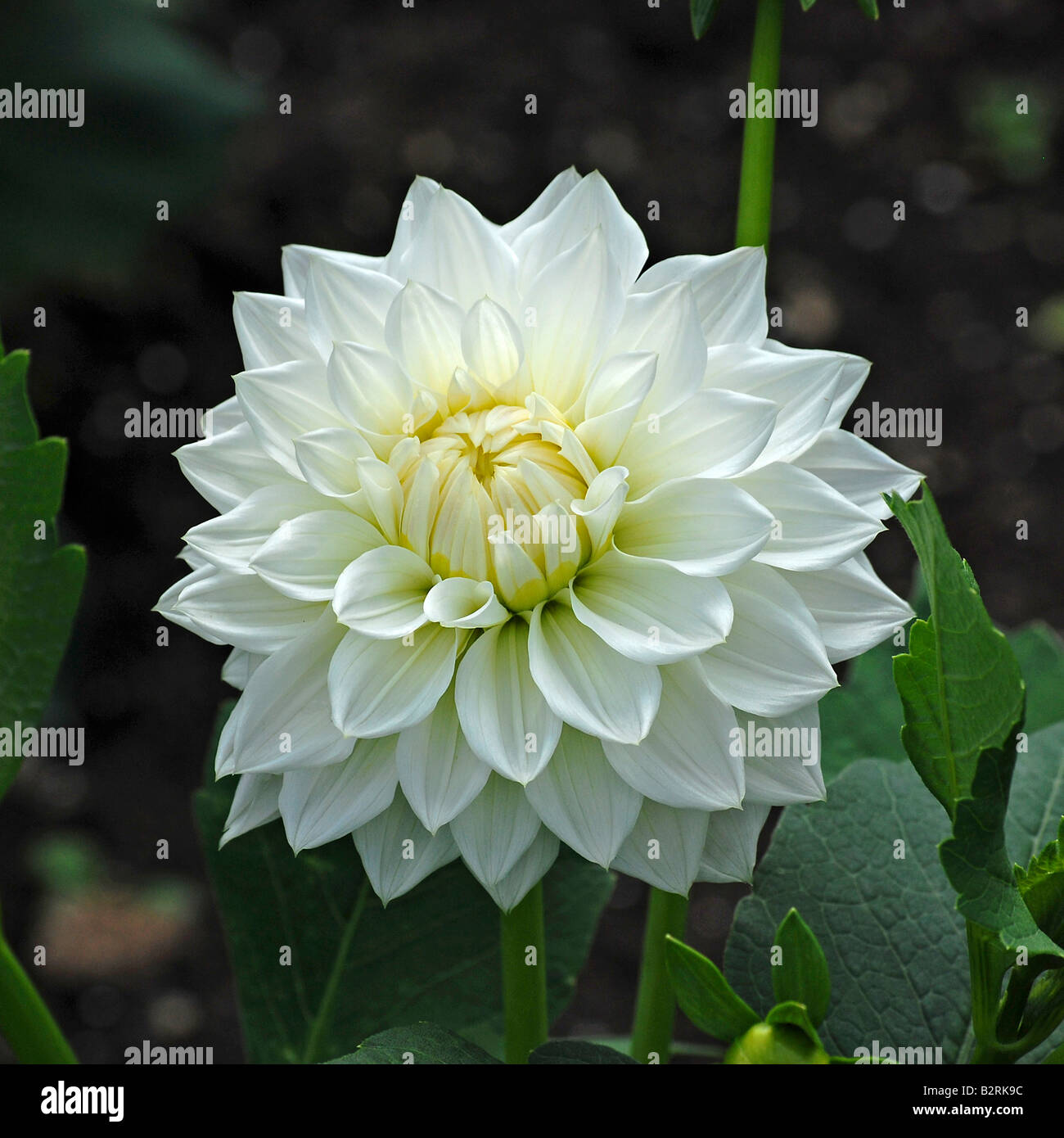 Dahlia ‘White Charlie Two’ Medium Decorative Stock Photo - Alamy