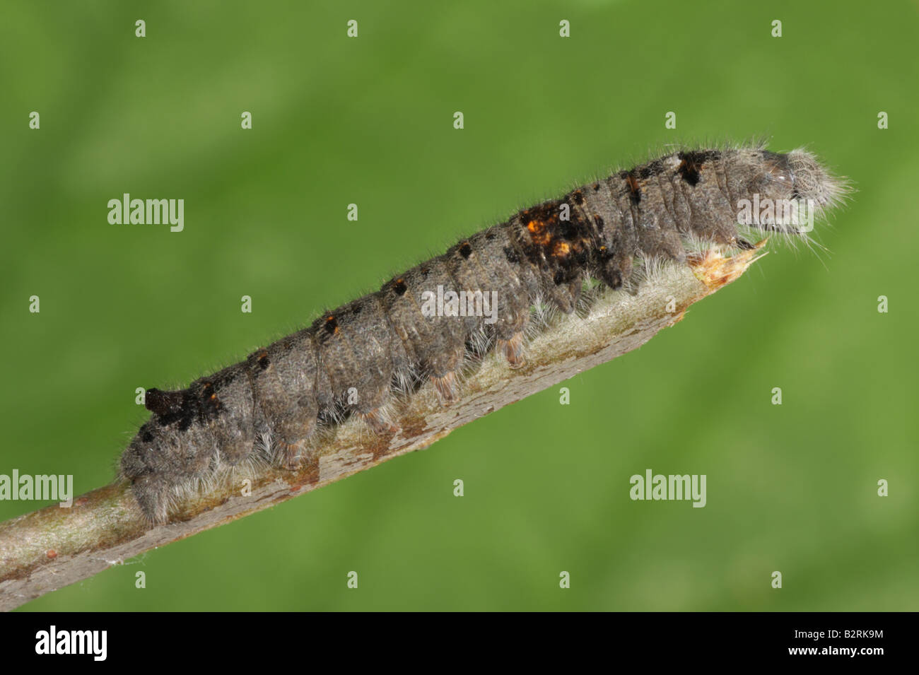 Lappet Moth Larva - Gastropacha quercifolia Stock Photo