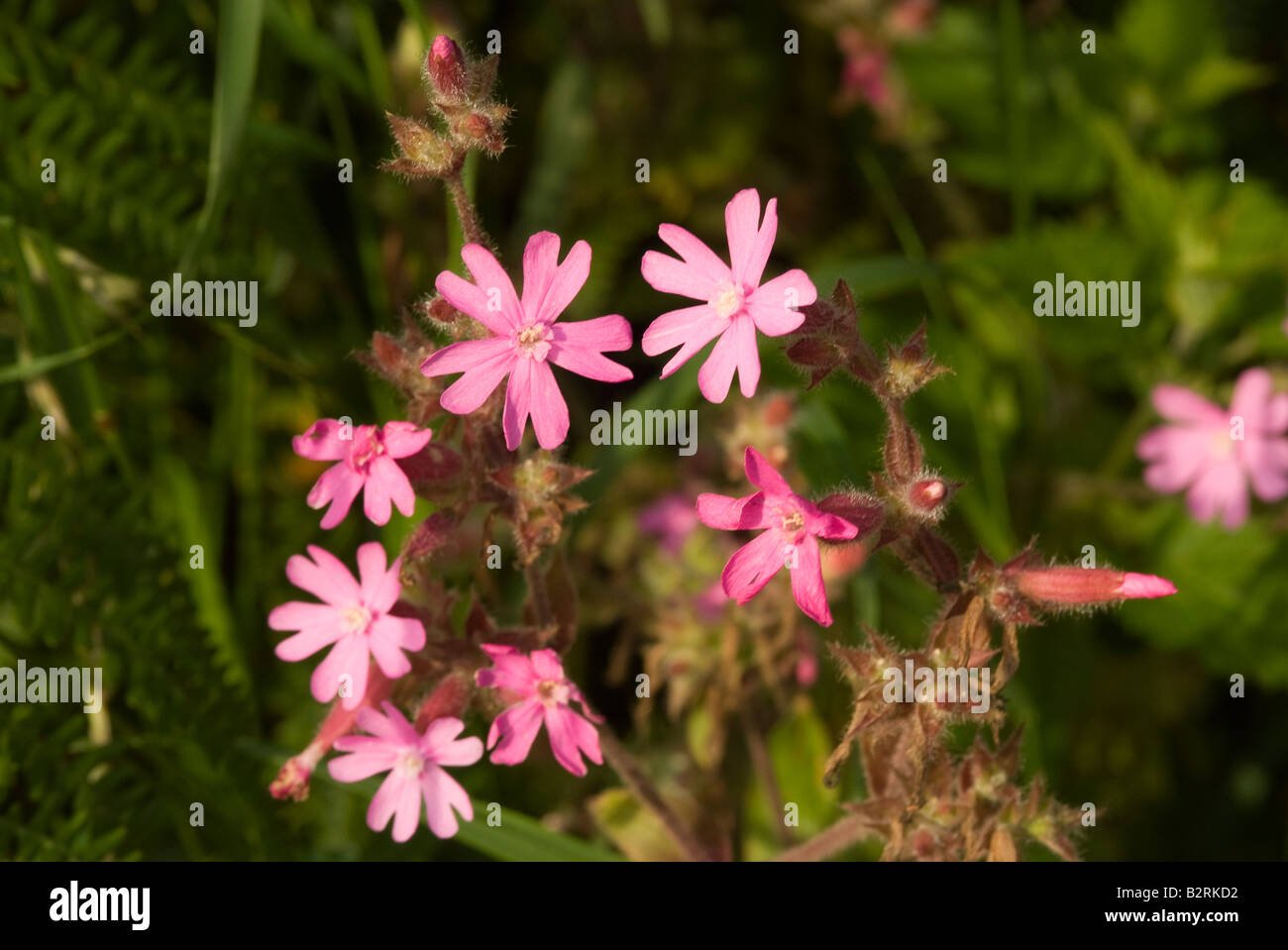 A Clump of Wild Red Campion Flowers in a Hedgerow near Carrick Dumfries and Galloway Scotland United Kingdom Stock Photo